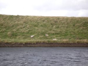 Sheep on the left bank...