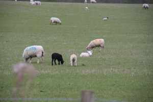 This field full of white sheep had a substantial number of jet black lambs...