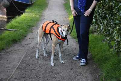 Peggy-Sue trying a life-jacket for size - she wasn't impressed - we had a touch of the drama queens as she decided that she couldn't possibly walk while wearing it!