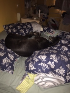 Ty was a super-nester - this is our bed!